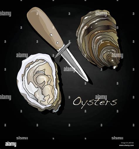 Fresh Opened Oyster Images Set Stock Vector Image And Art Alamy