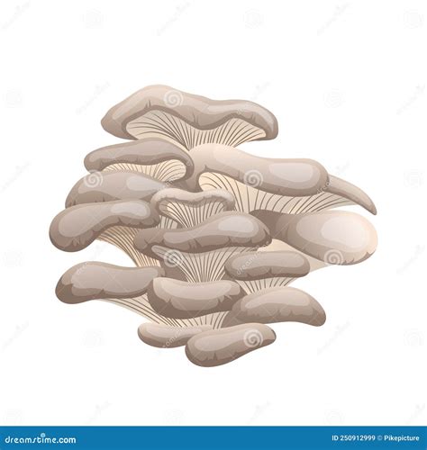 Pleurotus Mushroom Cartoon Vector Stock Illustration Illustration Of