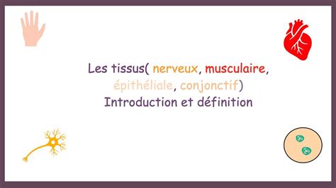 Les tissus Nerveux Musculaire Epithéliale Conjonctif Introduction