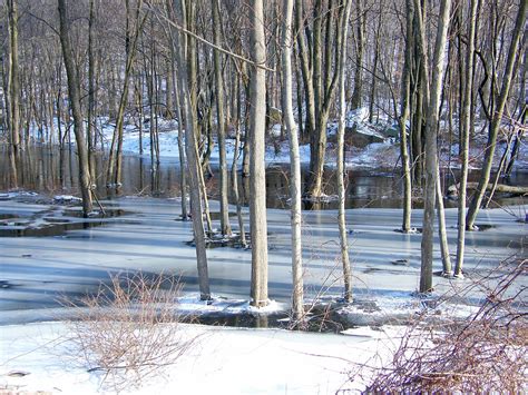 Frozen Trees Stanley Zimny Thank You For 68 Million Views Flickr