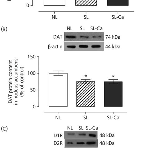 Effects On Tyrosine Hydroxylase Th Dopamine Transporter Dat Download Scientific Diagram