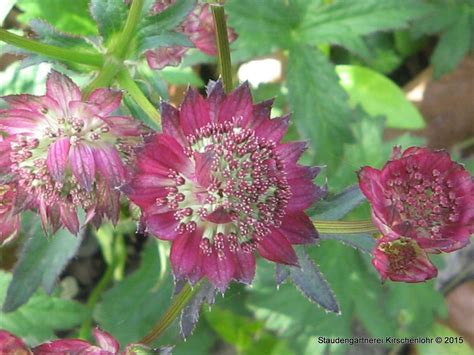 Astrantia Major Moulin Rouge ® Staudengärtnerei Kirschenlohr