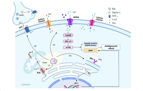 Schema Of Intracellular Signaling Pathways Involved In The