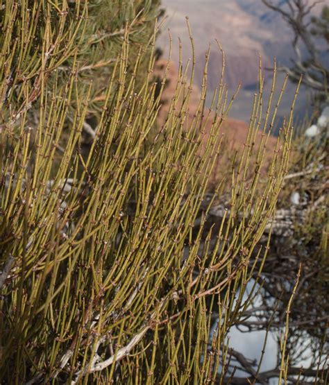 Ephedra Viridis Green Ephedra Description The Gymnosperm Database