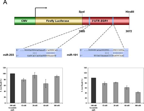 Mirna Target Gene Validation Of Egr1 Using A Luciferase Reporter Gene