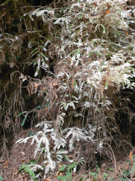 Albino Redwood Tree – National Parks Blog