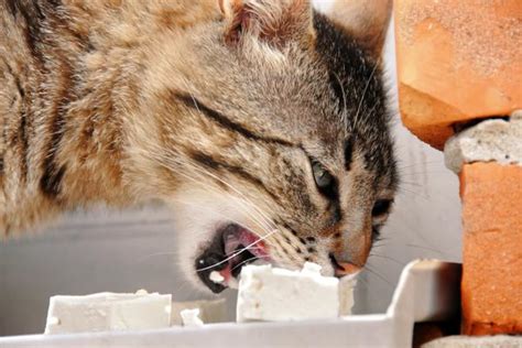 ¿los Gatos Pueden Comer Queso Descubre Las Desventajas De Este