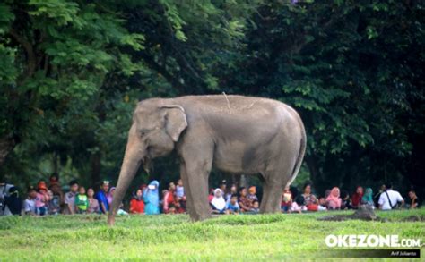 3 Hari Lagi Warga Jakarta Sudah Bisa Kasih Makan Hewan Di Ragunan Loh