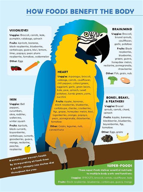 BirdTricks Parrot Infographic on Behance