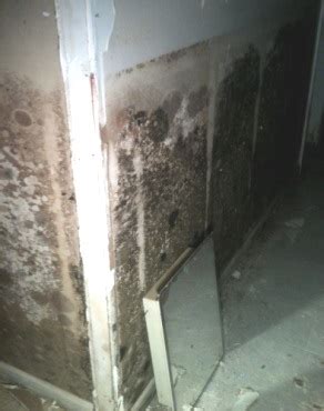 Basement Mold Remediation ..........Removal, Prevention Tips