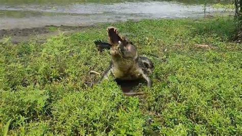 'Run, bro, run!': Terrifying video shows crocodile snapping fish off of line