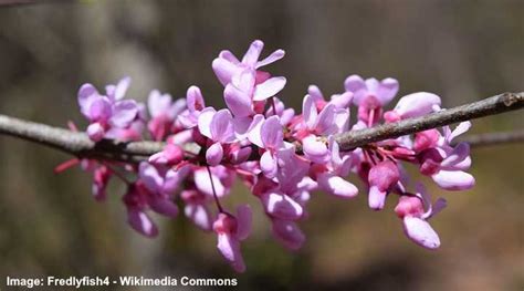 Eastern Redbud (Cercis canadensis): Leaves, Flowers, Bark (With Pictures)