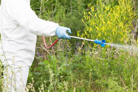 Homem No Herbicida De Pulverização Do Workwear Protetor No Ragweed