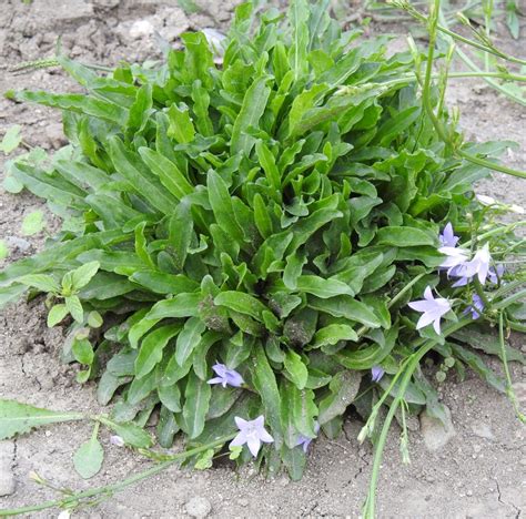 Rapunzel Rampion Campanula Rapunculus Potted Plant Organic