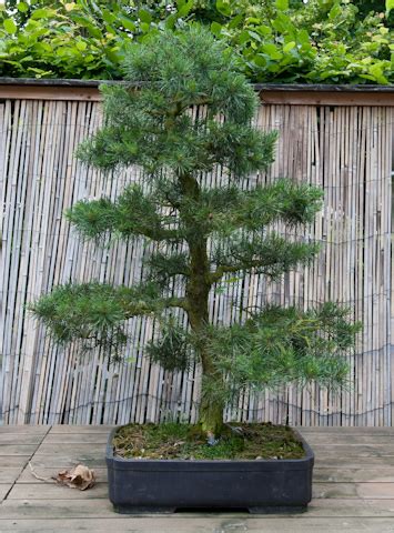 Pinus Nigra Schwarzkiefer Als Bonsai