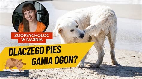 Pies gania ogon Kręci się w kółko Wyjaśniam czy to tylko zabawa czy