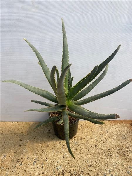 Aloe Capitata Var Tsiroanomandidy 15cm Cnd Nursery