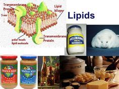 EXAMPLES OF LIPIDS - alisen berde