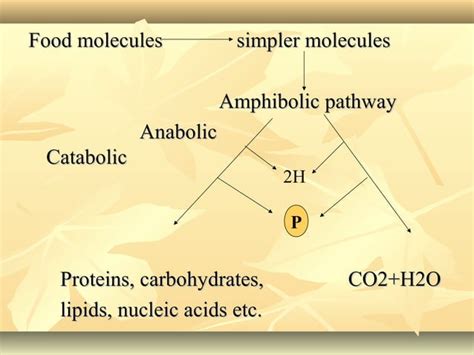 Carbohydrate metabolism | PPT | Free Download