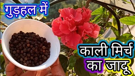 Hibiscus plant growing care tips Benefits uses of black pepperकल