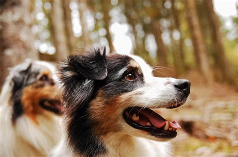 Razas De Perros Pequenos Y Medianos