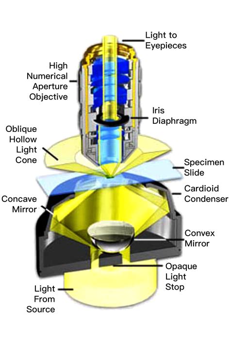 What Is Darkfield Microscopy Its Working Principle Components Three