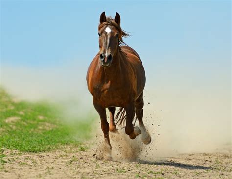 Velocidade De Um Cavalo - Qual A Velocidade Média De Um Cavalo? E A Máxima? | Mundo Ecologia