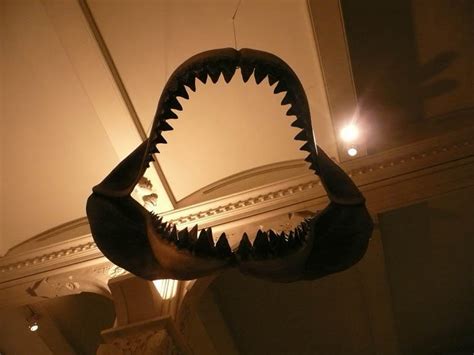 Megalodon Jaws By Shiverzphotography On Deviantart