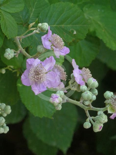 Rubus Ulmifolius Elm Leaf Blackberry Thorn Free Black Satin