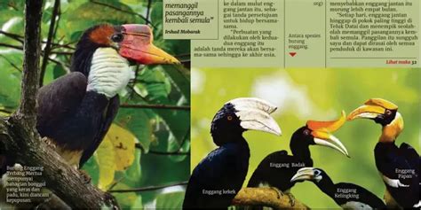 Burung Enggang Diancam Kepupusan Pressreader