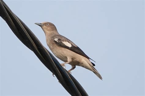 White Shouldered Starling Sam Veasna Conservation Tours