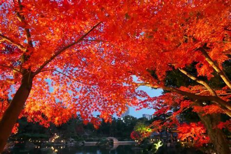 縮景園の紅葉ライトアップ（広島市）・2 夢楽の風まかせ