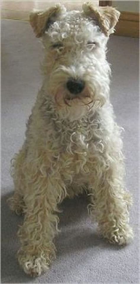 Lakeland Terriers for Beginners eBook by Ken Venom - EPUB | Rakuten