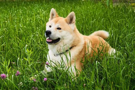 Un Perro Akita Inu Tirado En La Hierba Foto Premium