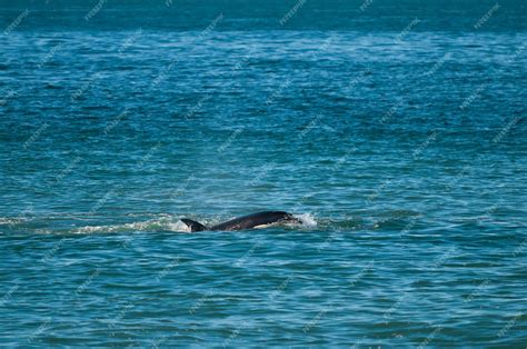 Premium Photo Killer Whale Hunting Sea Lions On The Paragonian Coast Patagonia Argentina