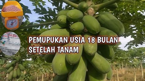 Pemupukan Pepaya California Usia 18 Bulan Setelah Tanam Youtube