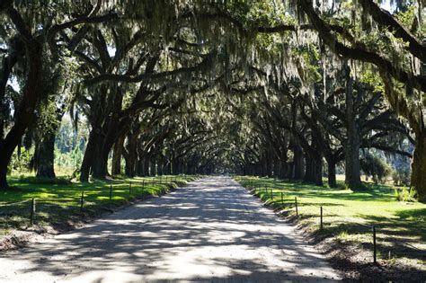 Trees in Savannah - Trees to See... Savannah