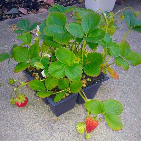 How to grow strawberries at home - Sandhya's recipes