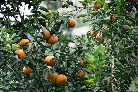 To Combat Citrus Greening Farmers Are Spraying Antibiotics On Their Trees