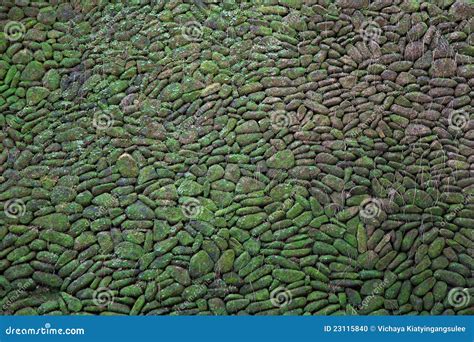 Parede De Tijolo Verde Do Musgo Foto De Stock Imagem De Tijolo Pedra