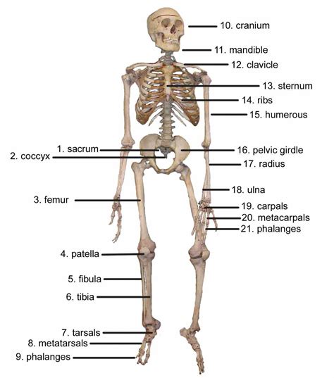 Cells Of The Skeletal System