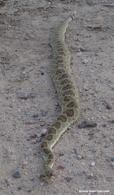 Mojave Green Rattlesnakecrotalus Scutulatussp1 Sonoran Desert Field