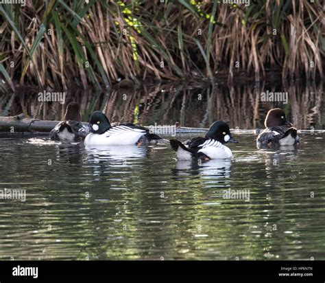 Common Goldeneye ducks Stock Photo - Alamy