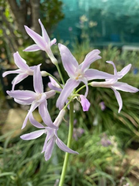 Tulbaghia Elaine Ann New Cultivar Hoyland Plant Centre