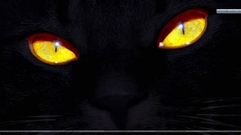 Cat Eyes Wallpaper - WallpaperSafari