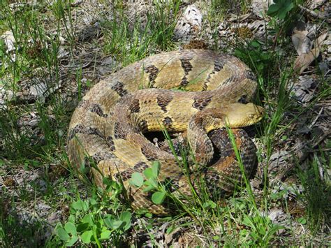 Timber Rattlesnake Pa Herp Identification