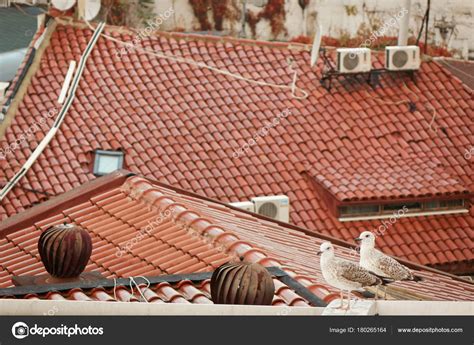 Traditional Red Roofs Houses City Istanbul Turkey Gulls Sitting Roof