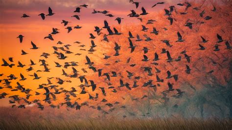 Les Saisons De Migration Des Oiseaux Comprendre Les Déplacements Et