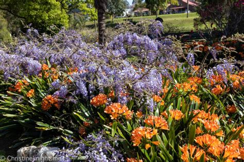 Blooming Beautiful Wistaria Gardens Parramatta Park