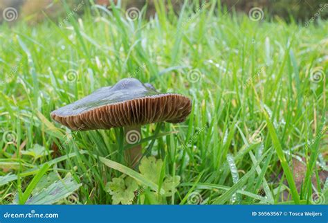 Pluteus Cervinus Or Deer Mushroom Stock Image Image Of Gills Pluteus